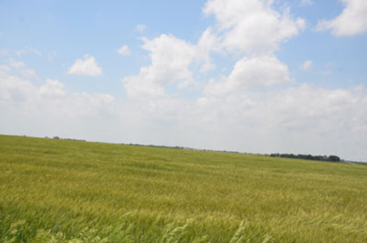 Wheat