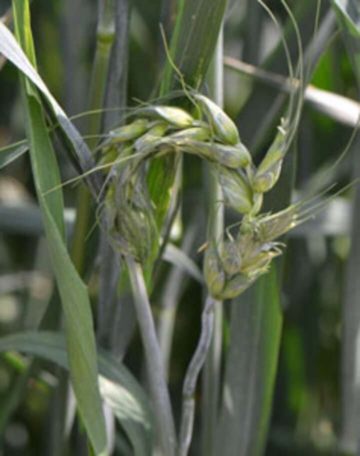 Curled awn wheat head