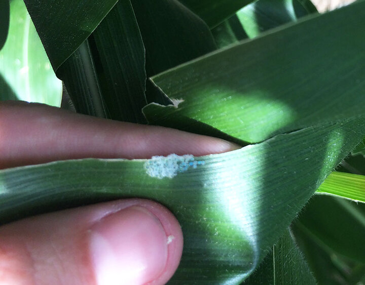 Western bean cutworm egg mass