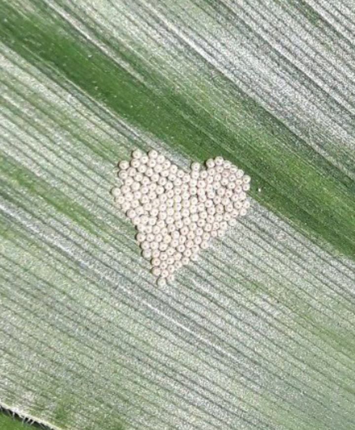 Western bean cutworm eggs