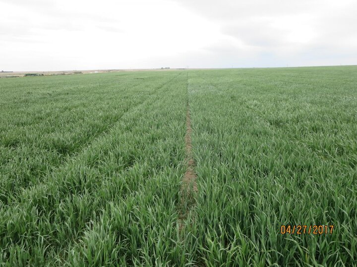 Winter wheat plots near McCook