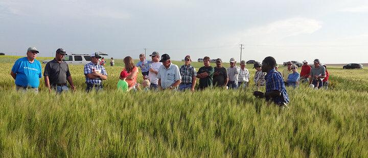 Wheat field day near Potter