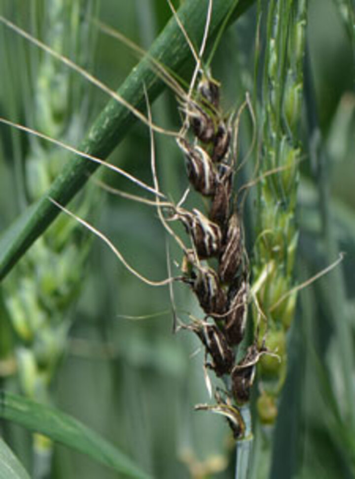  Loose smut in wheat