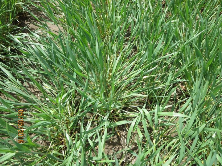 Keith County Wheat Variety Plot May 6 showing effects of recent wet snow