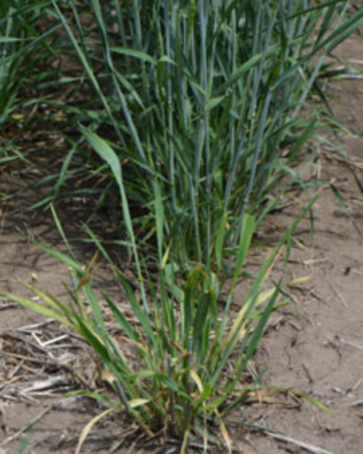  Wheat streak mosaic