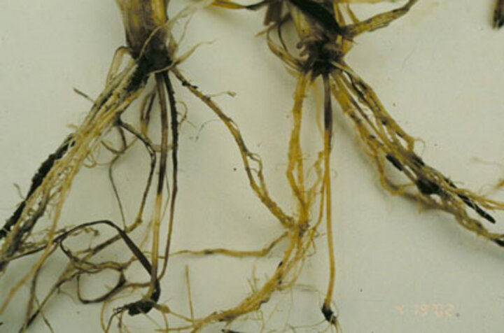 wheat soilborne disease