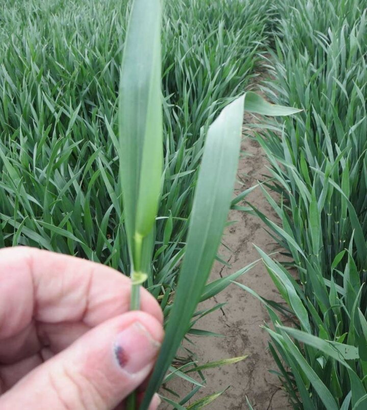 Wheat plant