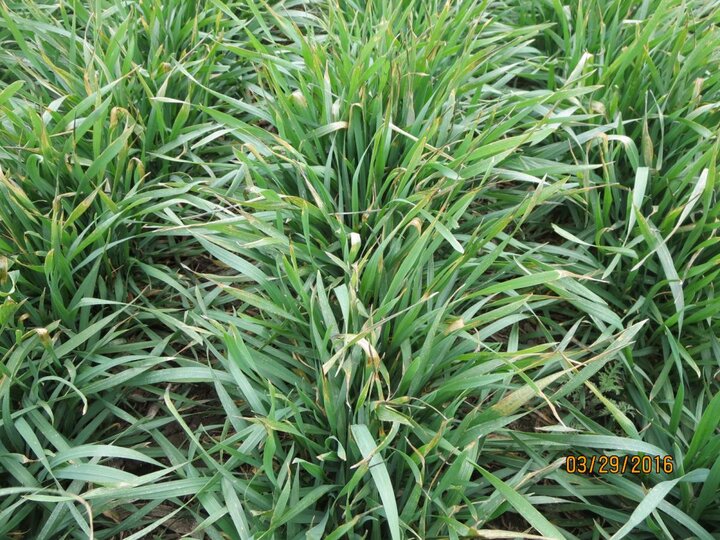 Wheat at Enders in Frontier County, 3/29/2016