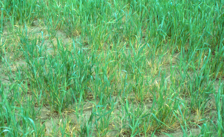 Wheat - fusarium foot rot