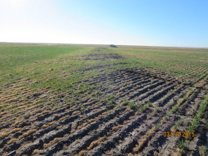 Injured winter wheat in Hitchcock County