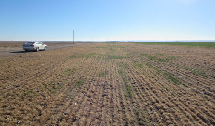 Winterkilled wheat in field silted in by 2012 wind storm