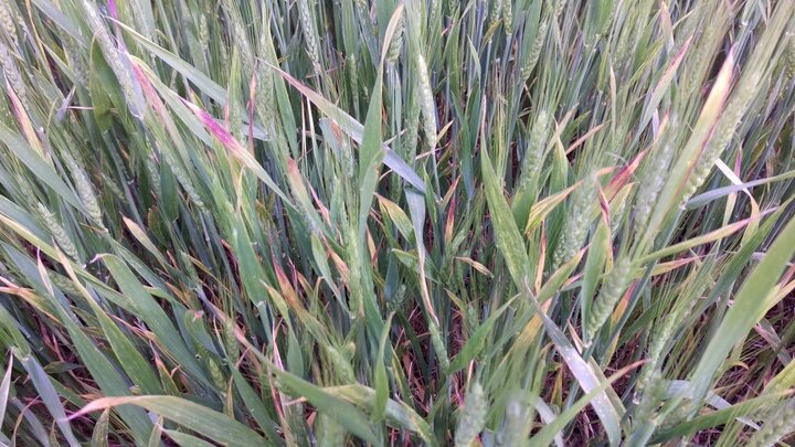 Barley yellow dwarf of wheat