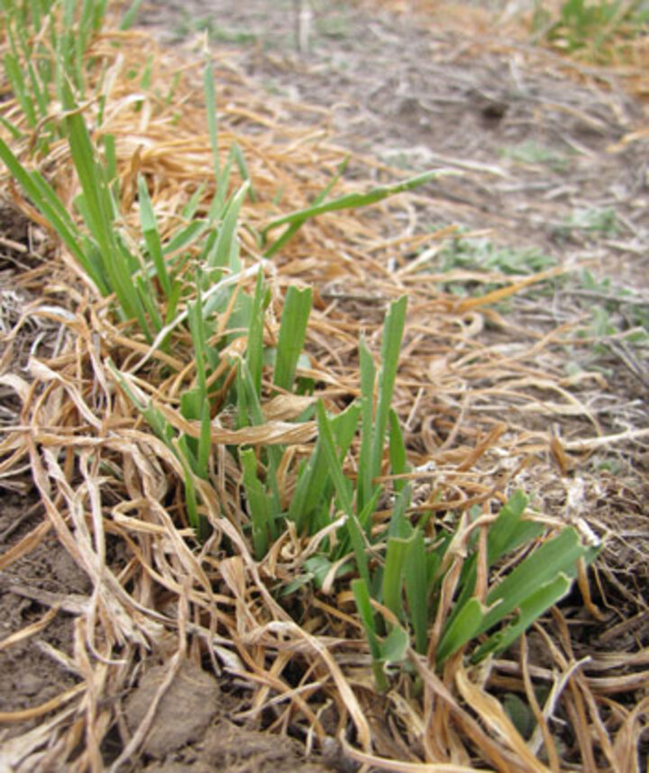 Army cutworm damage in wheat