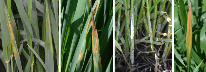 Wheat diseases