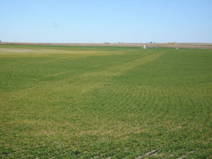 Fall wheat field with leaf rust