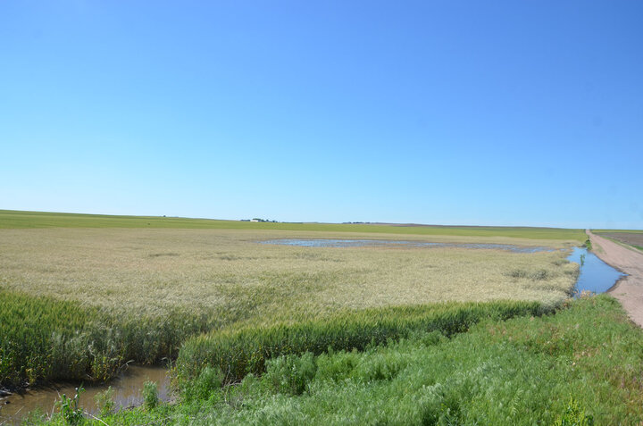  Wheat flood damage in Chase County