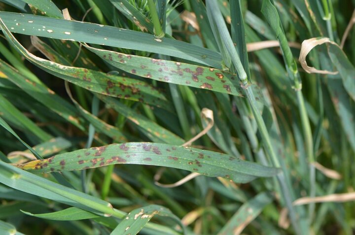 Fungal leaf spot in wheat