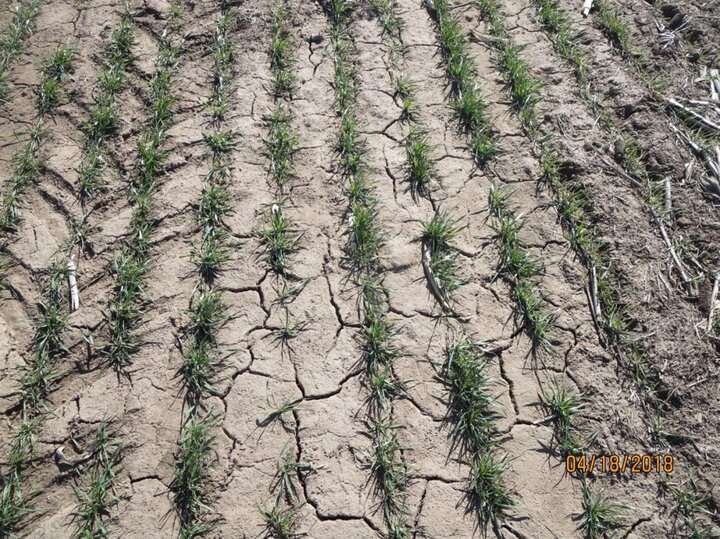 Dryland late-planted winter wheat