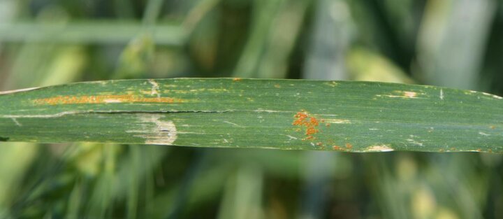 Leaf rust in wheat