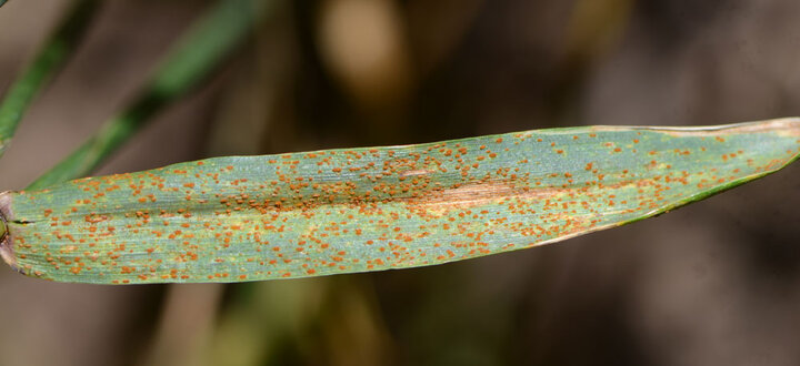 Leaf rust on a wheat leaf