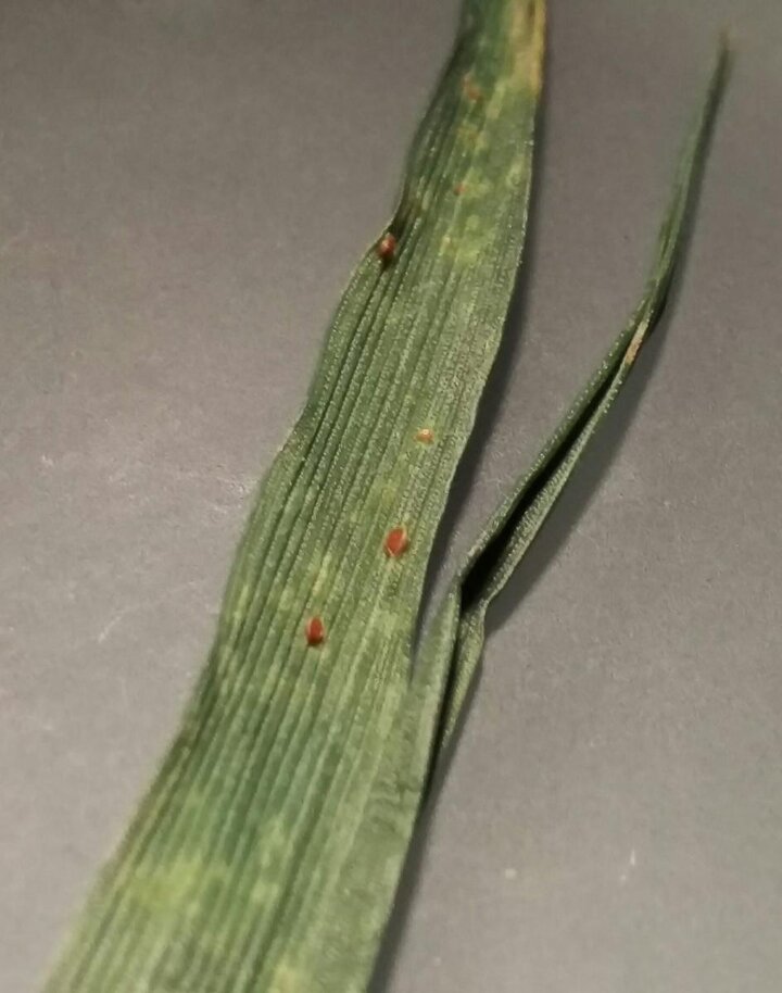 Wheat leaf rust