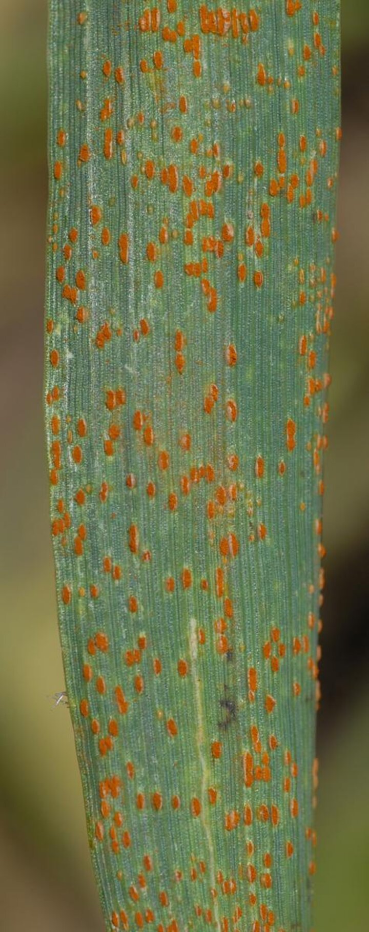 Wheat leaf rust pustules