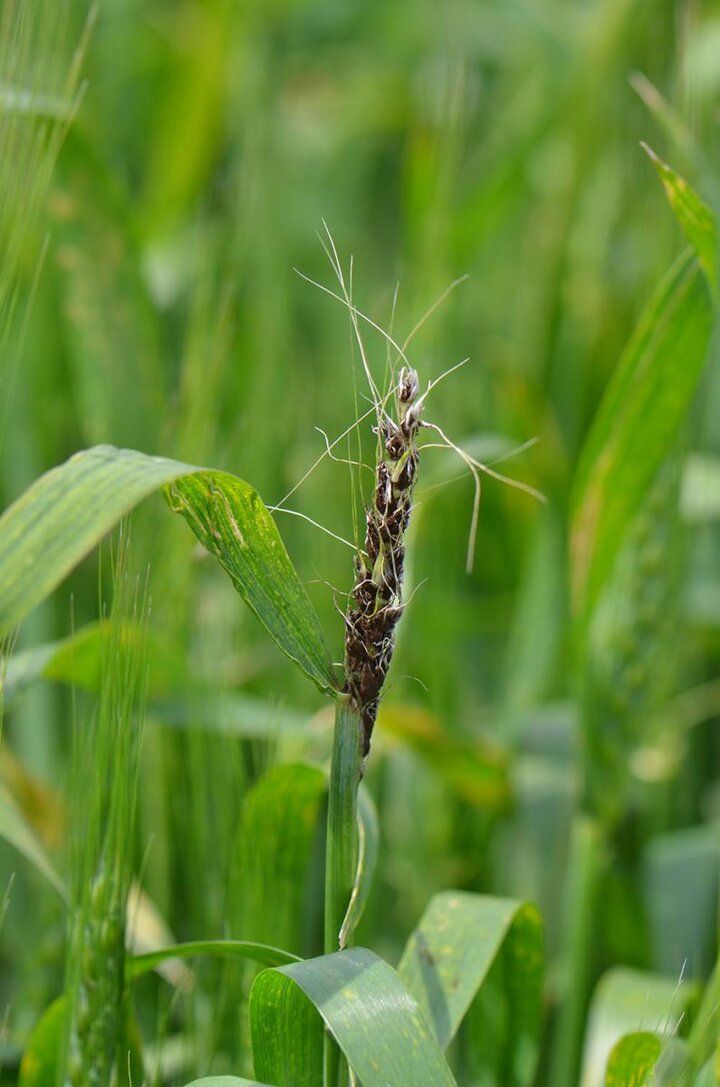 Loose smut of wheat