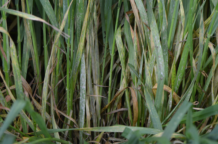 Powdery mildew in wheat, 4-22-16