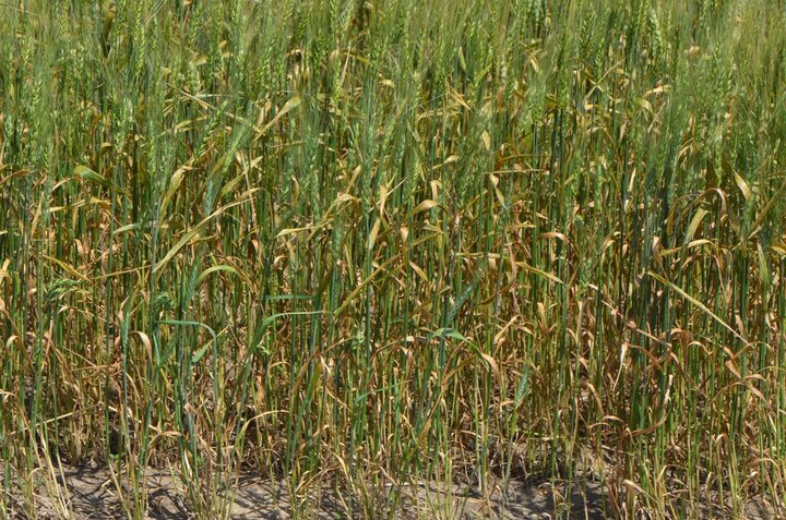 Wheat field with dieing leves due to leaf rust