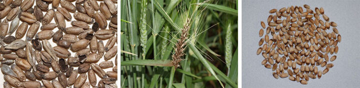 Compilation photo of wheat seed diseases