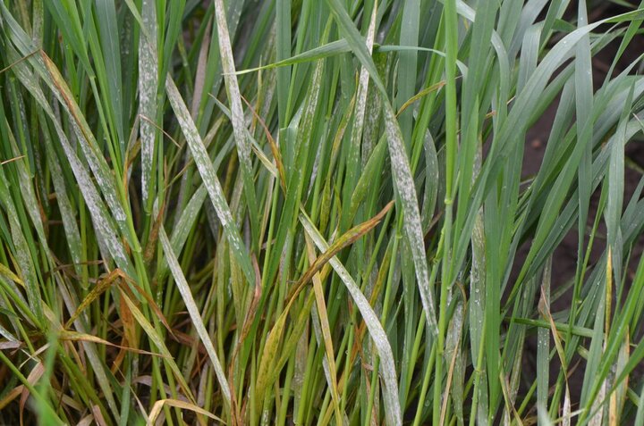 Powdery mildew in wheat