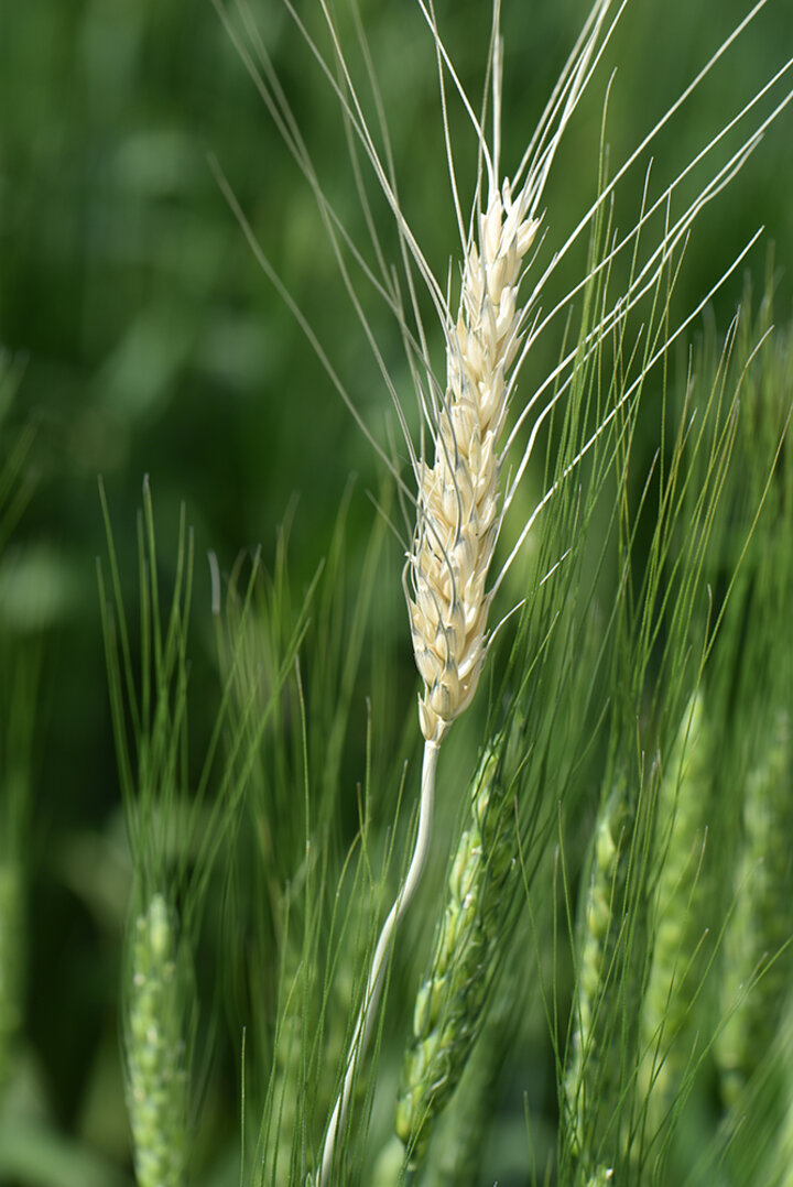 Wheat stem maggot injury to wheat