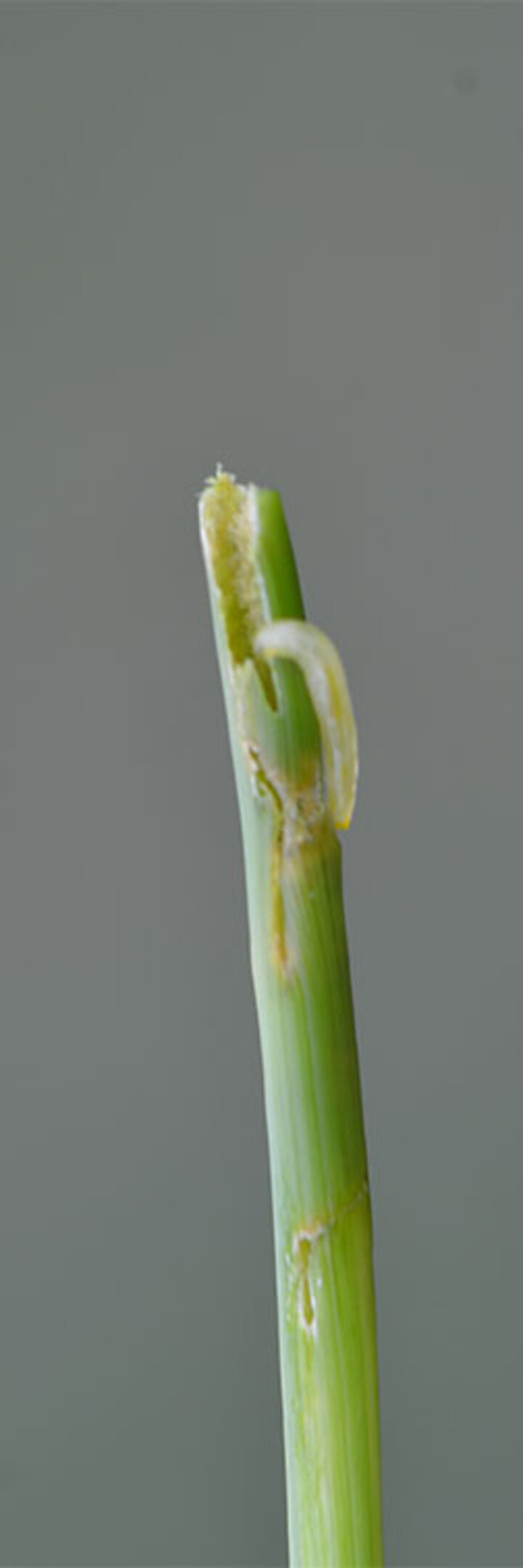 wheat stem maggot damage