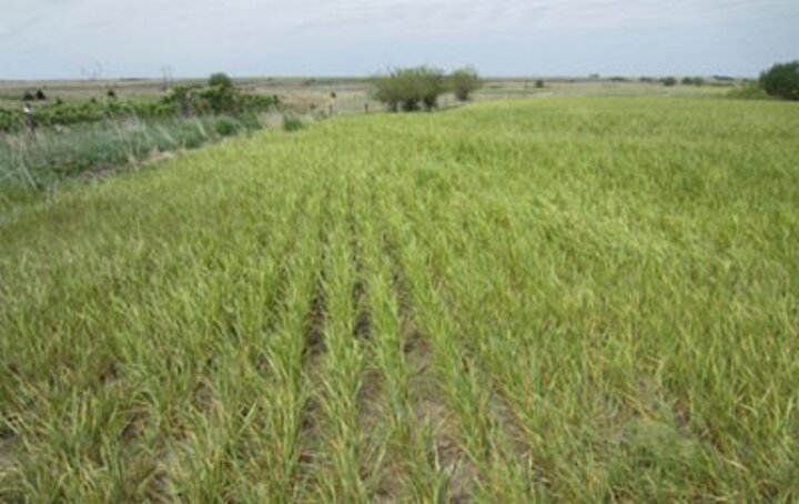 Wheat streak mosaic