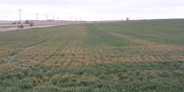 Fertilizer damage in stressed winter wheat