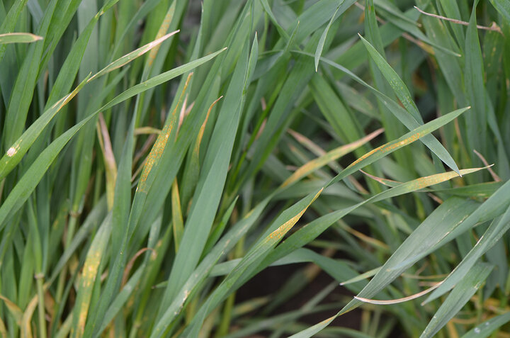 Wheat stripe rust