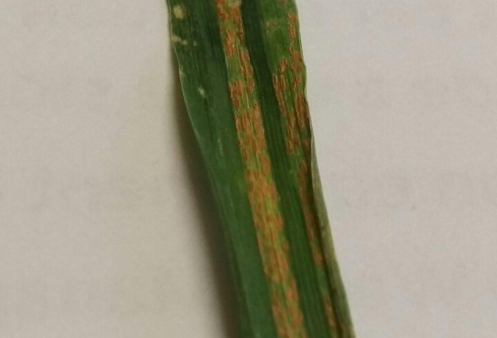 Wheat stripe rust