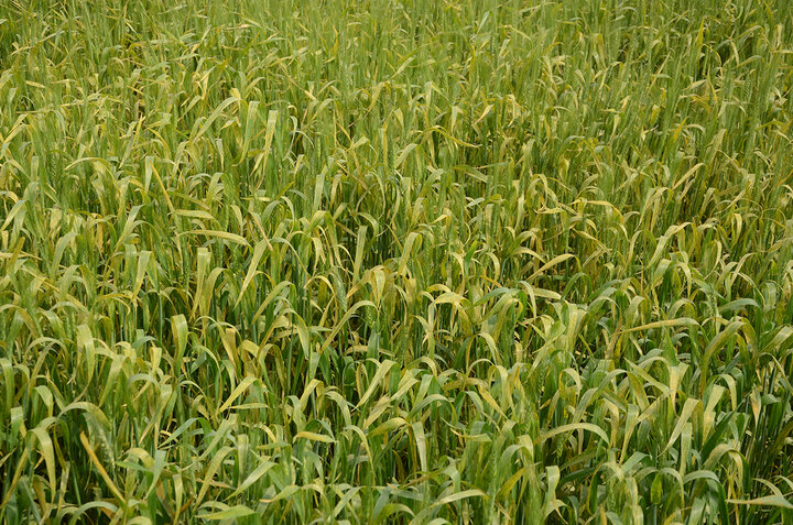 wheat stripe rust