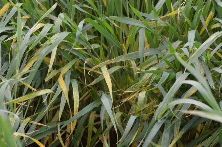 Advanced stripe rust in wheat