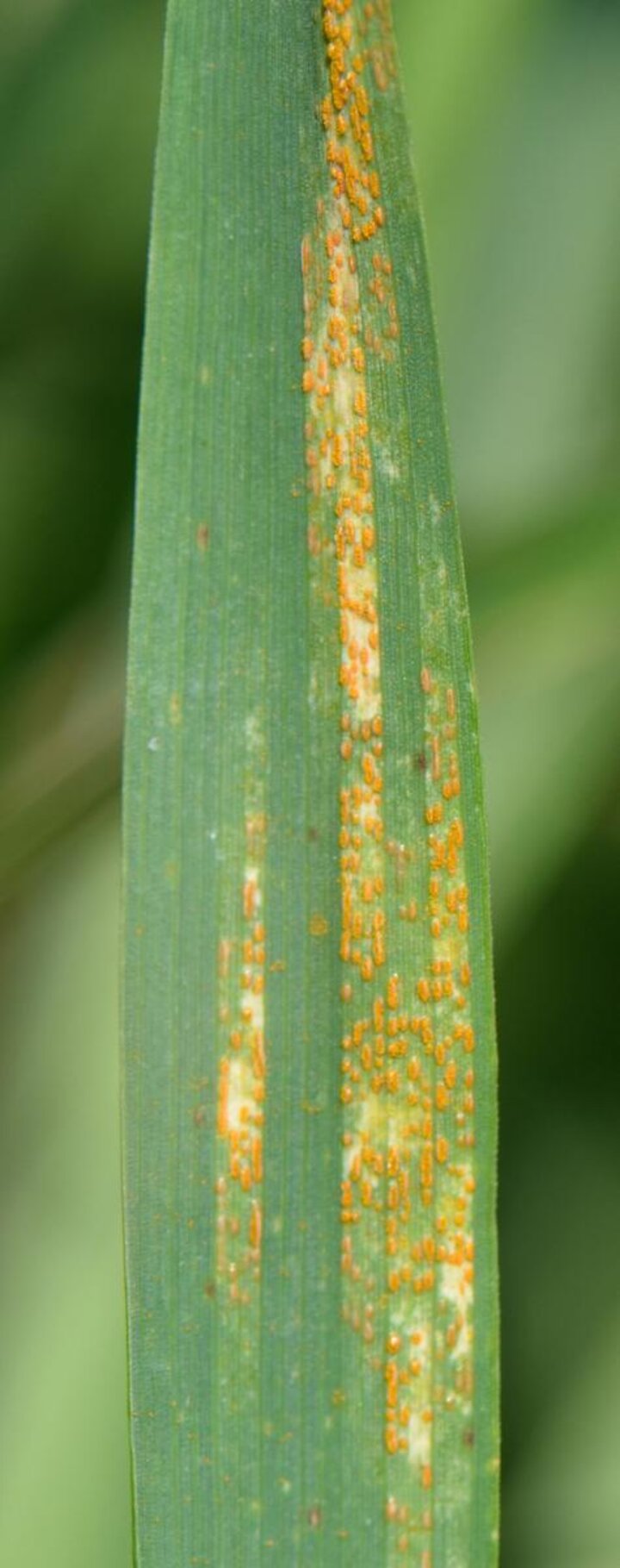 Wheat stripe rust