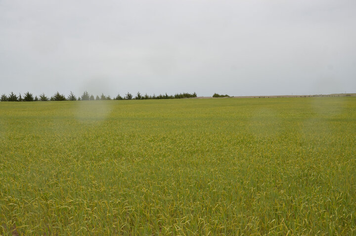 Stripe rust causing field of wheat to yellow