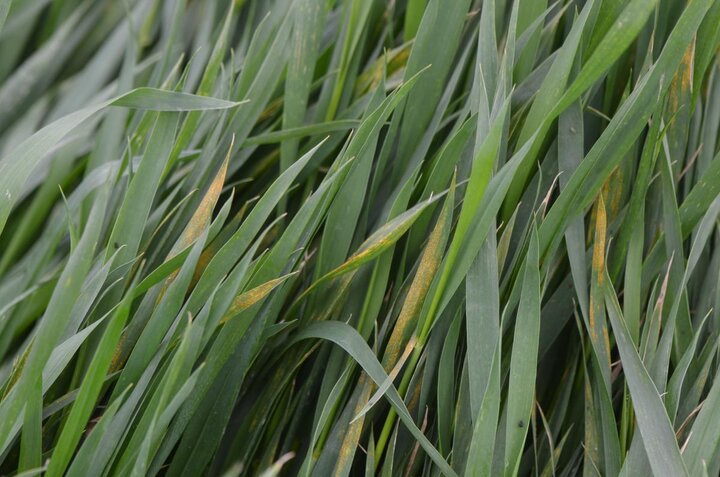 Stripe rust in wheat