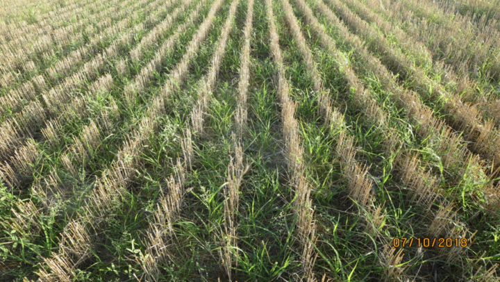 Heavy weeds in a field of recently harvested wheat