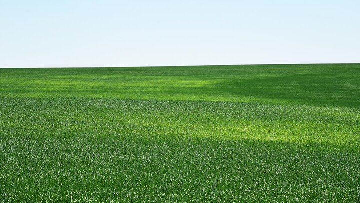 Yellow wheat field in Nuckolls county