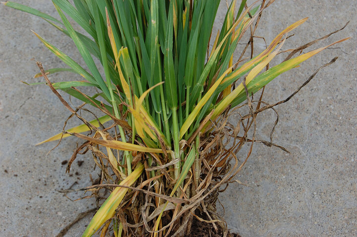 Yellow wheat leaves