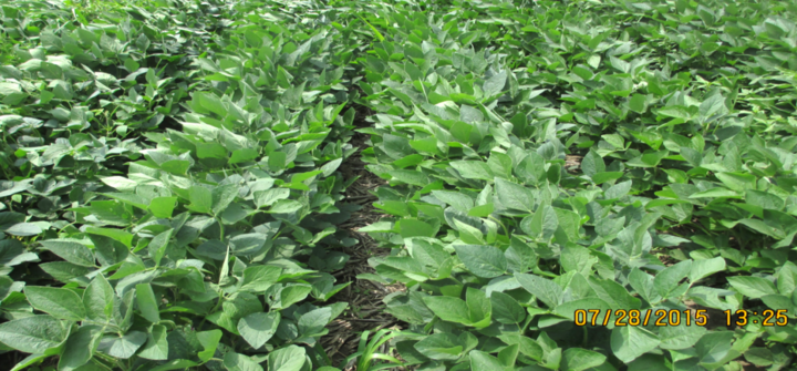 Soybean plot with XtendiMax treatment