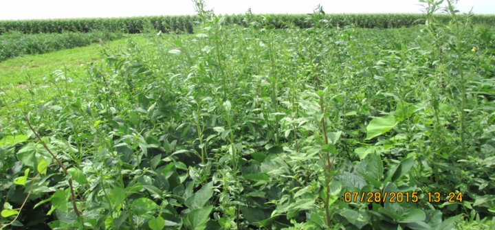 Soybean control plot with no herbicide treatment