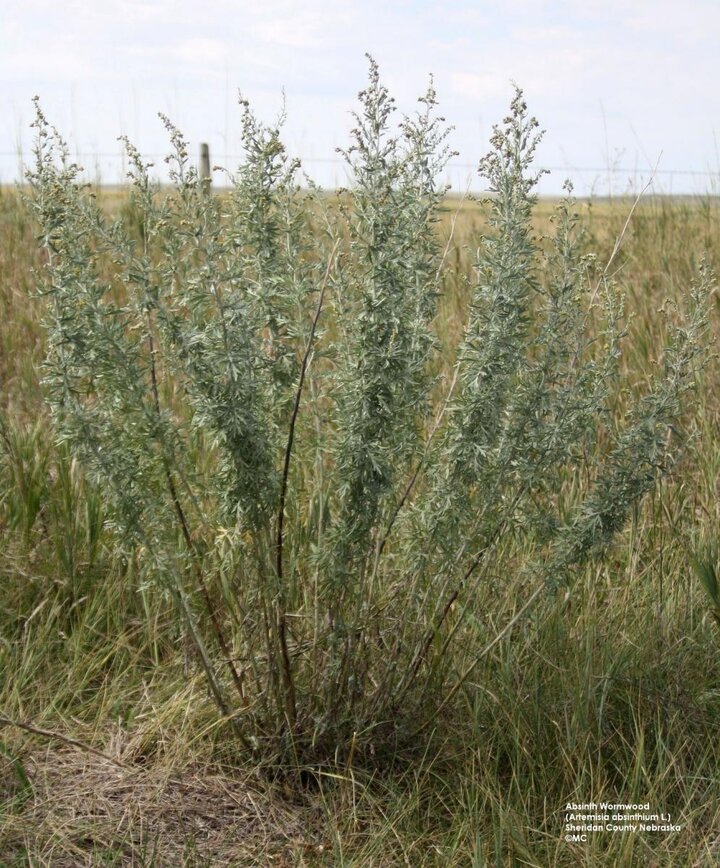 absinth wormwood fully grown plant