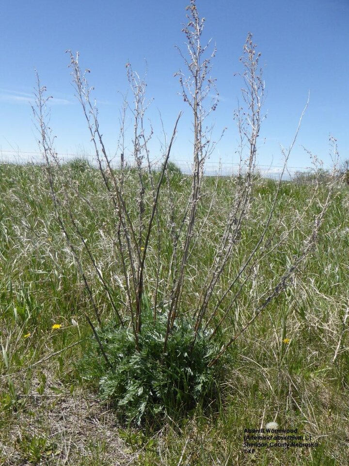 absinth wormwood regrowth