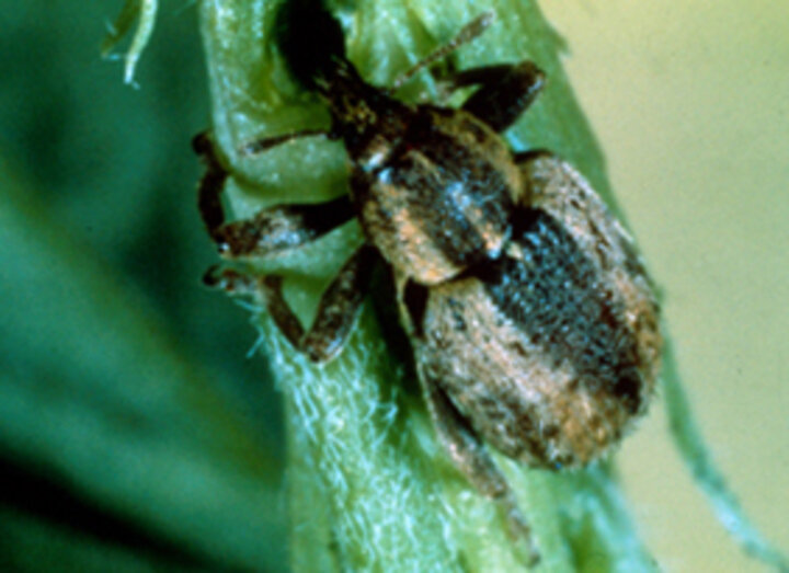 alfalfa weevil adult